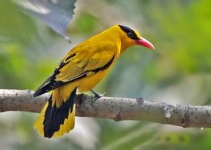 黑枕黃鸝蘇拉威西亞種 黑枕黃鸝蘇拉威西亞種