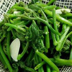 清炒南瓜苗 清炒南瓜苗