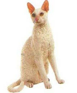 英國雷克斯貓 英國雷克斯貓