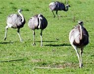 美洲鴕鳥目 美洲鴕鳥目