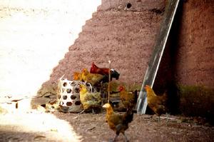 富某國自然村-家雞養殖