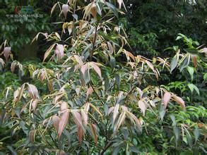 柳葉天料木 柳葉天料木