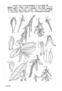 異型柳（原變種）