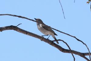 西噪刺鶯 西噪刺鶯