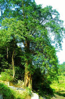 竹溪紅豆杉 竹溪紅豆杉