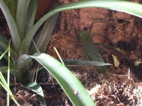 紅翅皺膝蝗 紅翅皺膝蝗