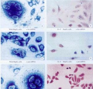 氮藍四唑 氮藍四唑