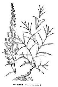狹葉青蒿 狹葉青蒿