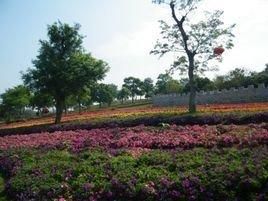 東莞松湖蝶戀生態園