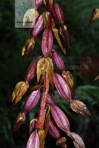 大花無葉蘭 大花無葉蘭