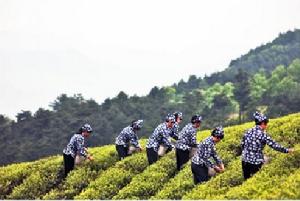 景區特產：茶葉