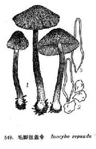 污白絲蓋傘 污白絲蓋傘