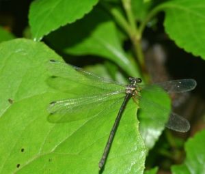 巴齒扇山蟌 巴齒扇山蟌