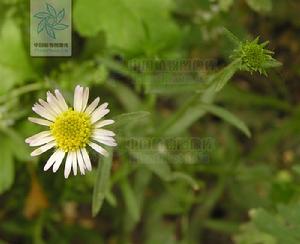 阿爾泰狗娃花 阿爾泰狗娃花