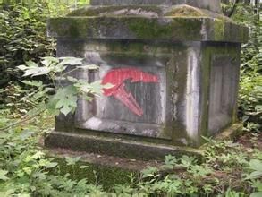 惠式平盤藻 惠式平盤藻