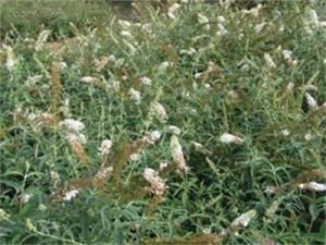 不丹醉魚草 不丹醉魚草