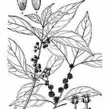 湘桂新木姜子 湘桂新木姜子