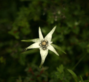 川西火絨草 川西火絨草