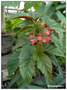 （圖）竹節海棠