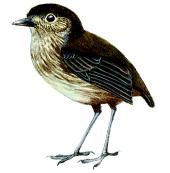 昆迪蟻鶇 昆迪蟻鶇