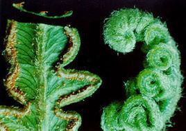 植物孢子 植物孢子