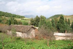 五村村委會 五村村委會