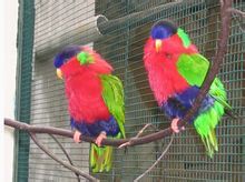 綠領吸蜜鸚鵡 綠領吸蜜鸚鵡