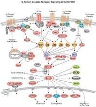 生物偶聯 生物偶聯