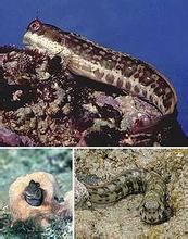 原杜父魚 原杜父魚