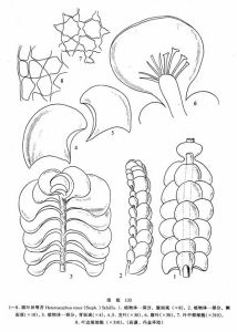 圓葉異萼苔 圓葉異萼苔