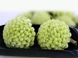 結香花[桃金孃目瑞香科植物]