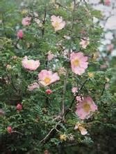 毛萼薔薇 毛萼薔薇