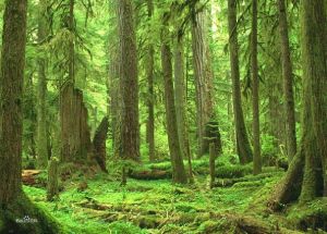 亞熱帶針葉林 亞熱帶針葉林