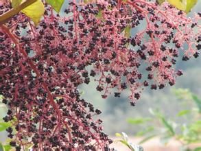 頭序楤木 頭序楤木