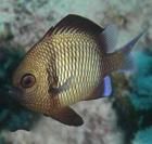 網紋宅泥魚 網紋宅泥魚