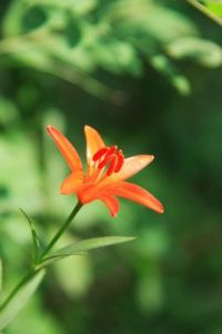 青島百合 青島百合