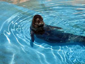 夏威夷僧海豹 夏威夷僧海豹