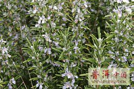 迷迭香茶 迷迭香茶