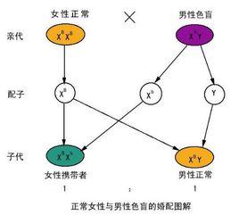 隔代遺傳 隔代遺傳