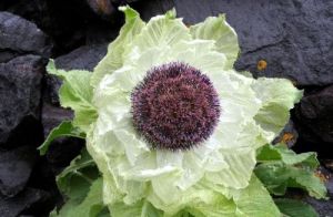 羽裂雪蓮 羽裂雪蓮