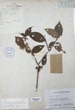 城口山梅花 城口山梅花