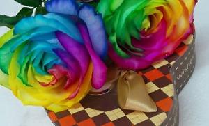彩虹玫瑰[玫瑰類型花瓣呈現出多種顏色的玫瑰]