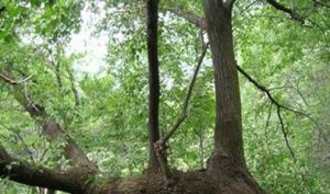 高山樺(原變種) 高山樺(原變種)