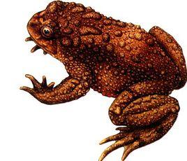 利川鈴蟾 利川鈴蟾