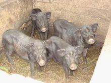 色媽底自然村特色產業-養殖業