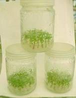 植物細胞工程 植物細胞工程