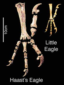 哈斯特鷹與現存最接近的種類小雕的比較