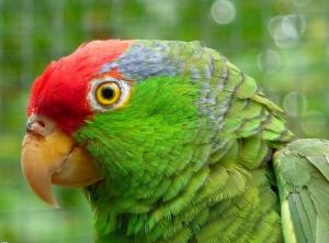 紅冠亞馬遜鸚哥