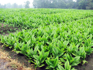舟渡村種植鬱金