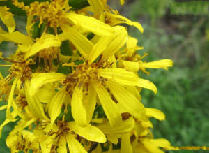 狹苞橐吾 狹苞橐吾